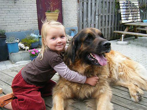 Lime-Leonbergse-teef-van-acht-en-half-jaar-oud